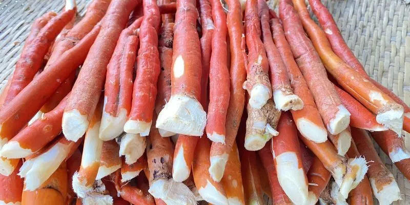 cach-su-dung-sam-cau-tot-cho-suc-khoe