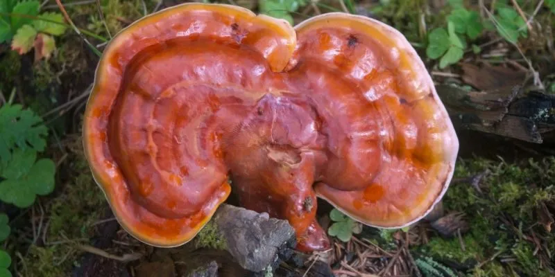 Tìm hiểu về Nấm linh chi thượng hoàng hàn quốc