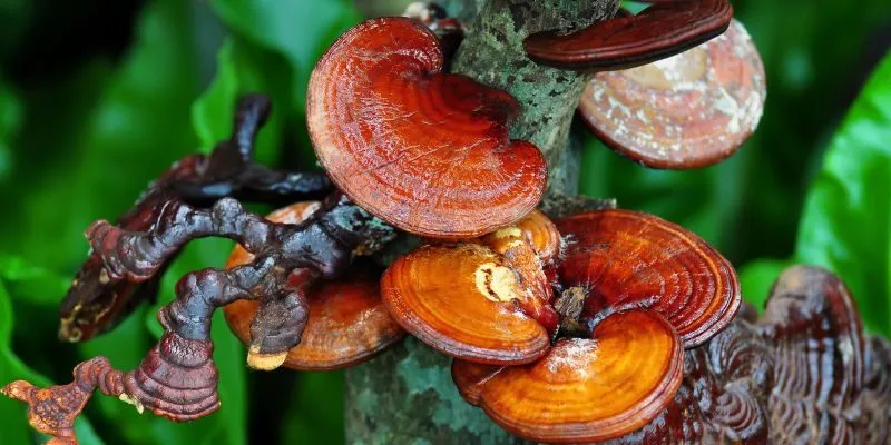 Thành phần của nấm linh chi thượng hoàng