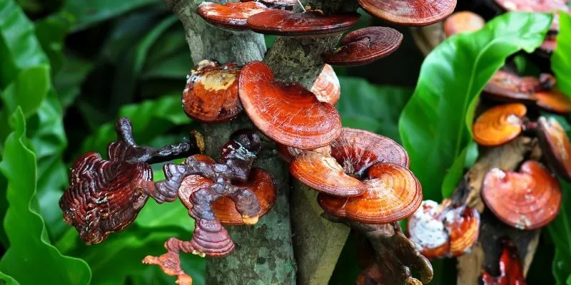 Công dụng của nấm linh chi thượng hoàng hàn quốc